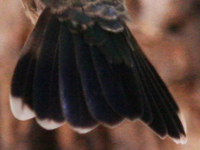 Broad-billed Hummingbird female tale