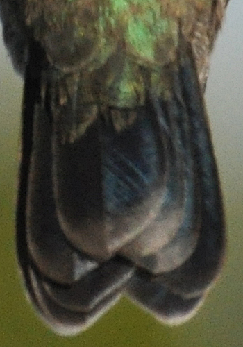 Broad-billed Hummingbird tail