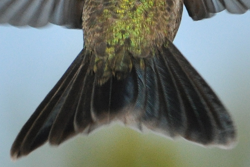 Broad-billed Hummingbird male tail