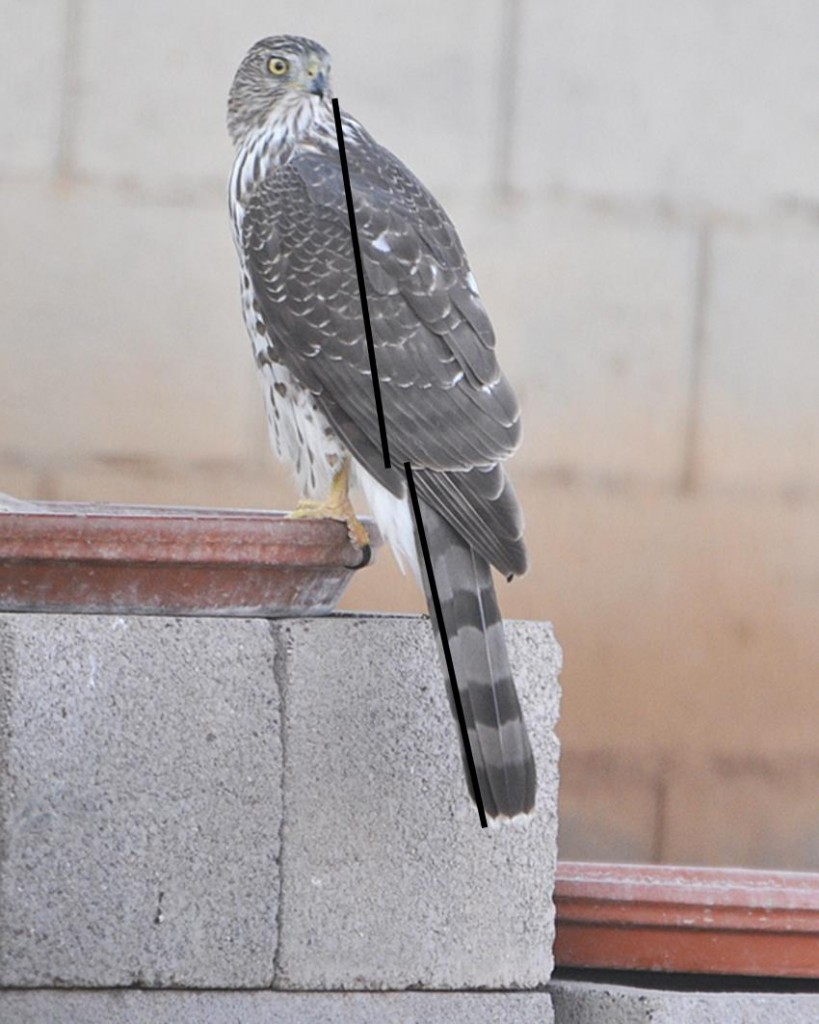 Cooper's Hawk female juvenile length