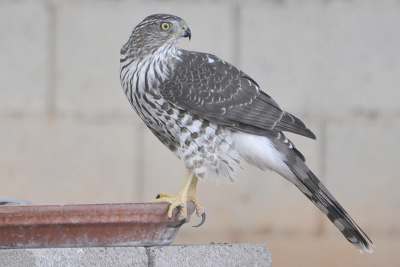 Cooper's Hawk female juvenile profile