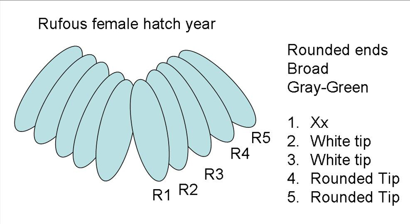 Rufous Hummingbird female hatch year