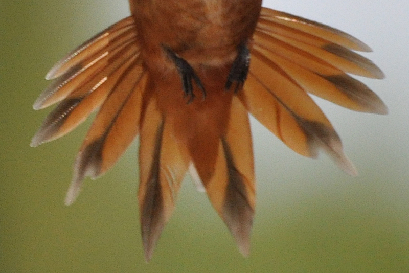 Rufous Hummingbird male after hatch year tail