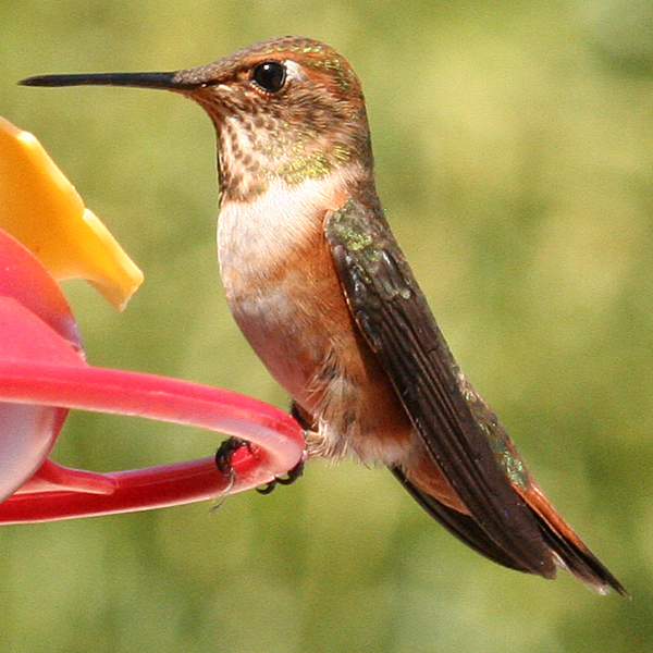 Rufous Hummingbird tail