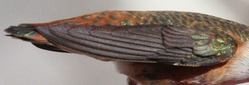 Rufous Hummingbird wing