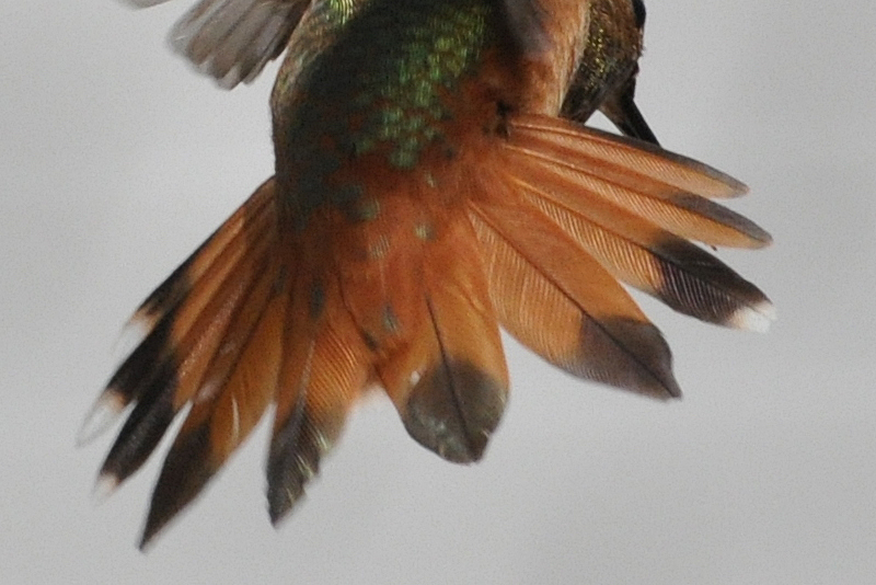 Rufuos Hummingbird male hatch year tail