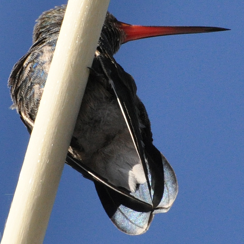 Broad-billed Hummingbird tail length