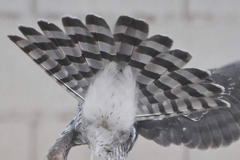 Cooper's Hawk female juvenile tail
