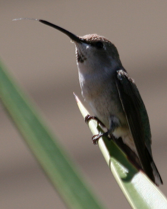 Costa's Hummingbird female