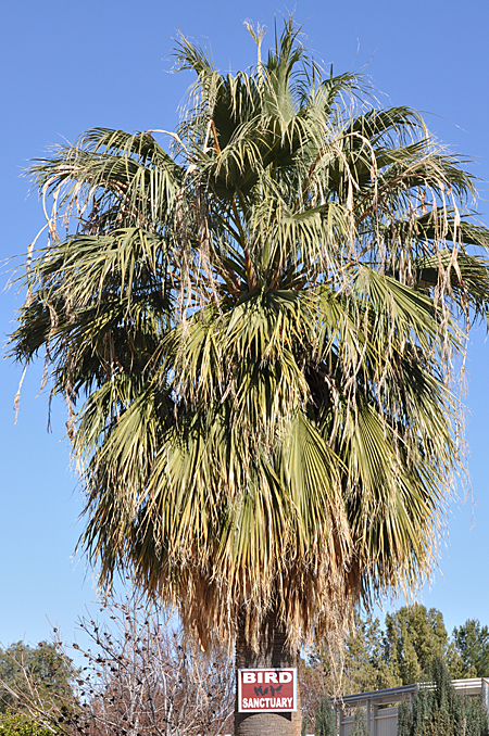 Desert Fan Palm