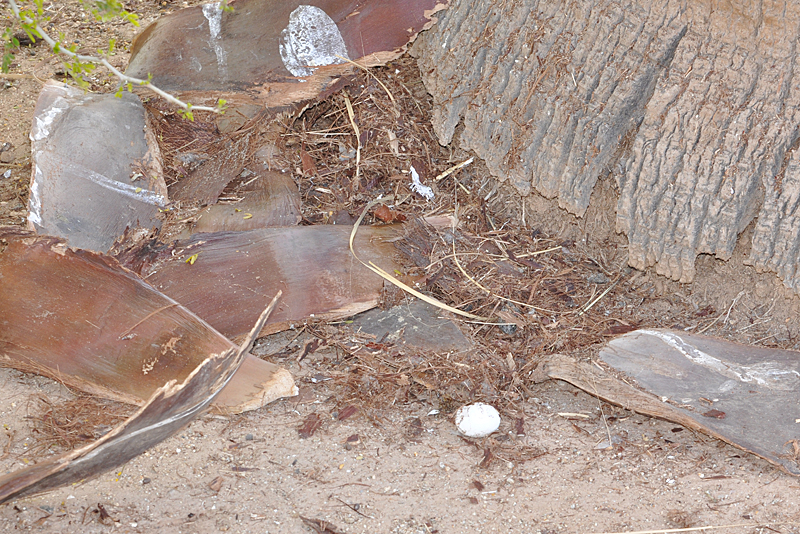 Barn Owl nest collapse