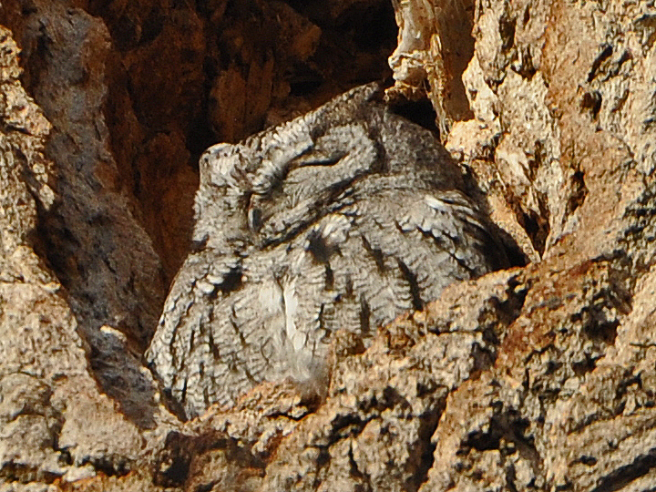 Western Screech-Owl WESO