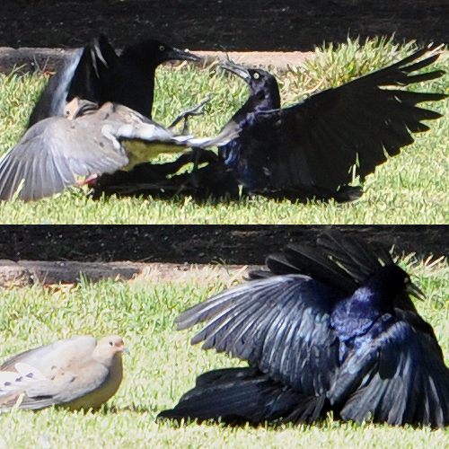 Great-tailed Grackles and Mourning Dove