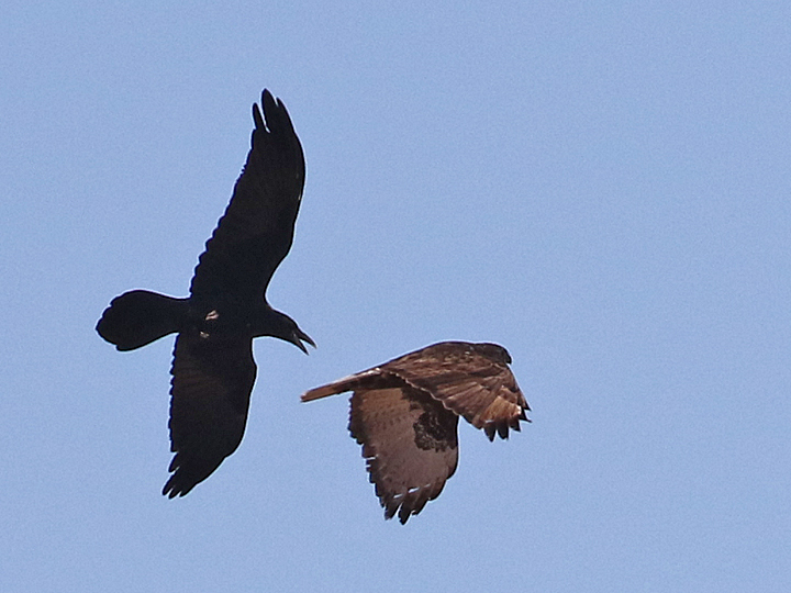Common Raven vs Red-tailed Hawk