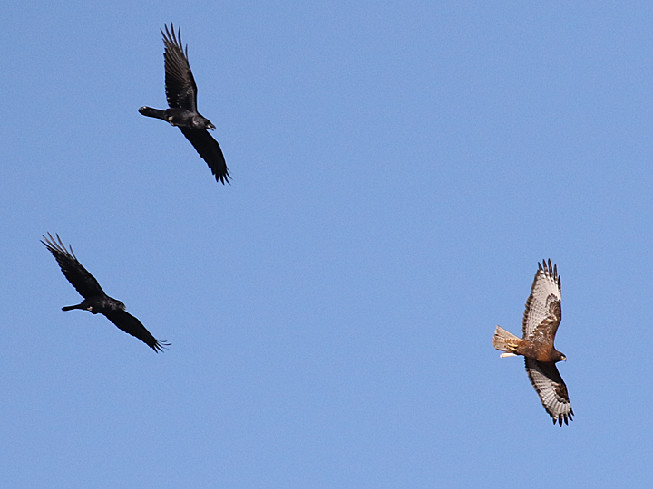 Common Ravens vs dark morph Ferruginous Hawk