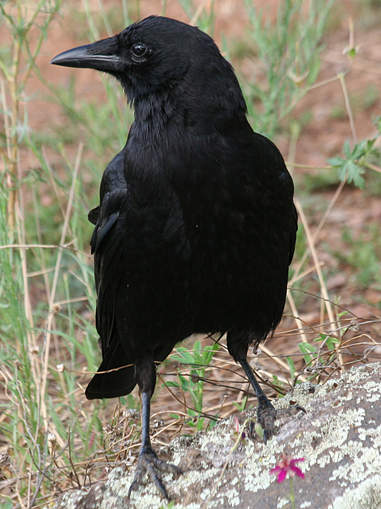 American Crow AMCR