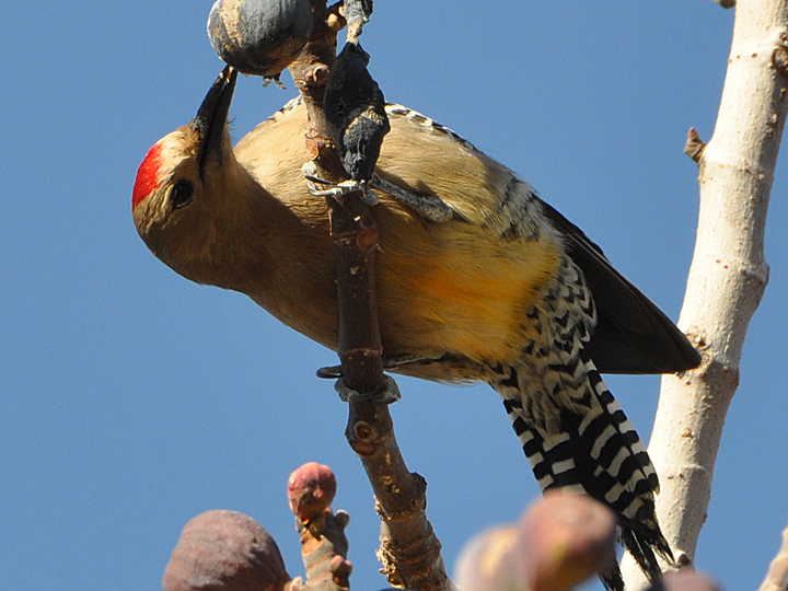 Gila Woodpecker GIWO