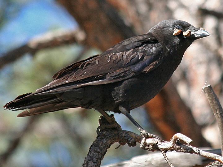American Crow AMCR