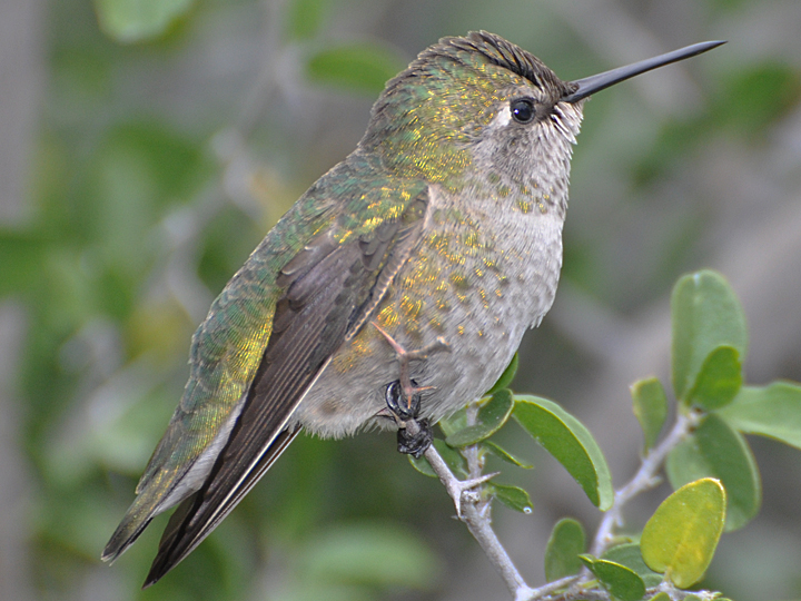 Anna's Hummingbird female adult