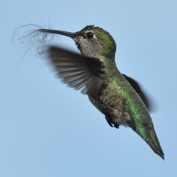 Anna's Hummingbird female