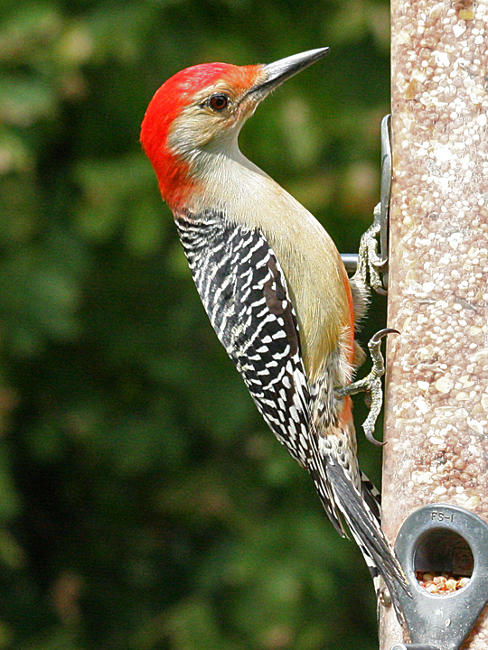 Red-bellied Woodpecker RBWO
