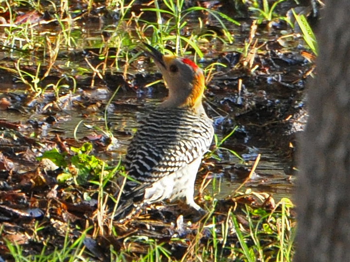 Golden-fronted Woodpecker GFWO