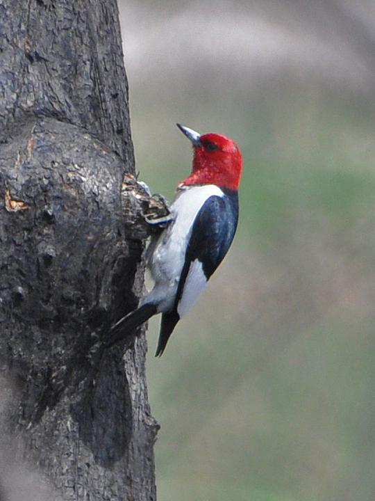 Red-headed Woodpecker RHWO