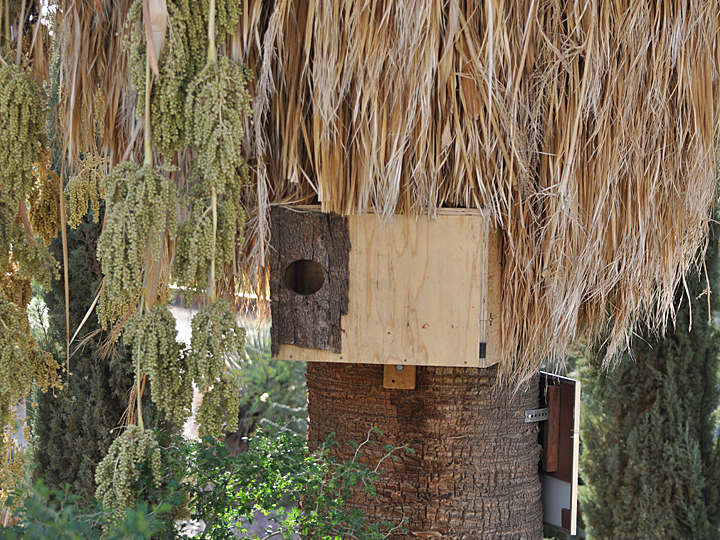Barn Owl nest box