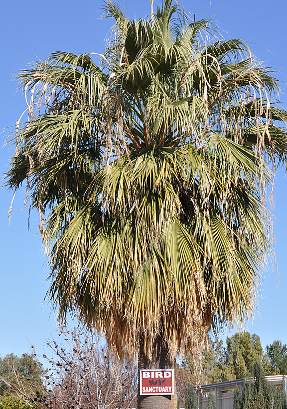 California Desert Fan Palm