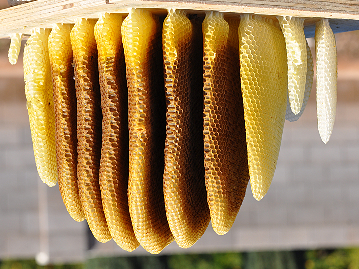 Bee Hive from Owl Box 