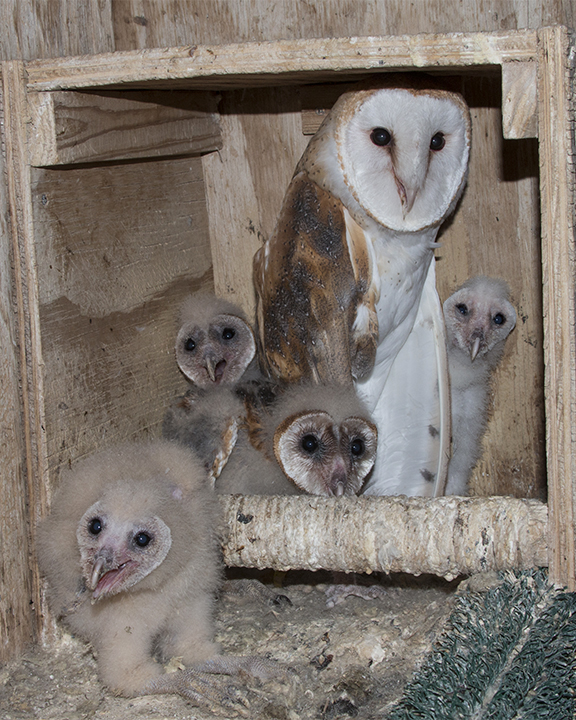 Barn Owl owlets