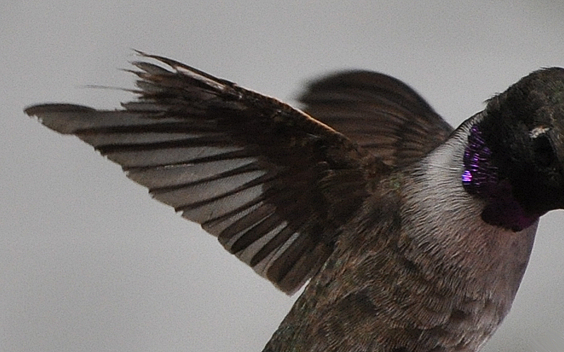 Black-chinned Hummingbird BCHU