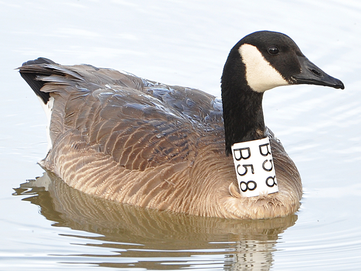 Canada Goose banded