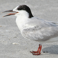 Common Tern COTE