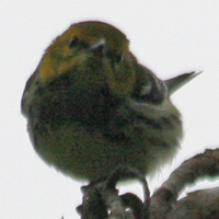 Black-throated Green Warbler BTNW