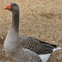 Greylag Goose Domestic