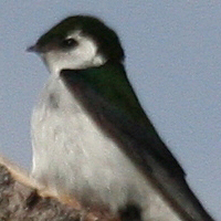 Violet-green Swallow VGSW