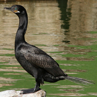 Neotropic Cormorant NECO