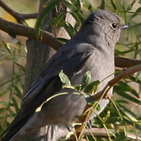 Townsend's Solitaire TOSO