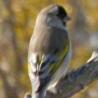 Lawrence's Goldfinch LAGO
