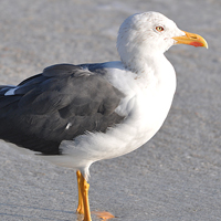 Lesser Black-backed Gull LBBG