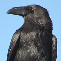 Chihuahuan Raven CHRA