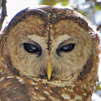 Spotted Owl SPOW