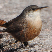 Canyon Wren CANW