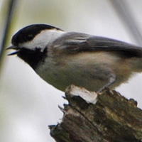 Black-capped Chickadee BCCH