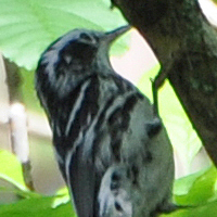 Black-and-white Warbler BAWW