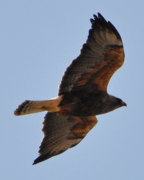Swainson's Hawk dark morph