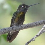 Rivoli's Hummingbird RIHU