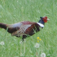 Ring-necked Pheasant RNEP