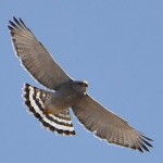 Gray Hawk